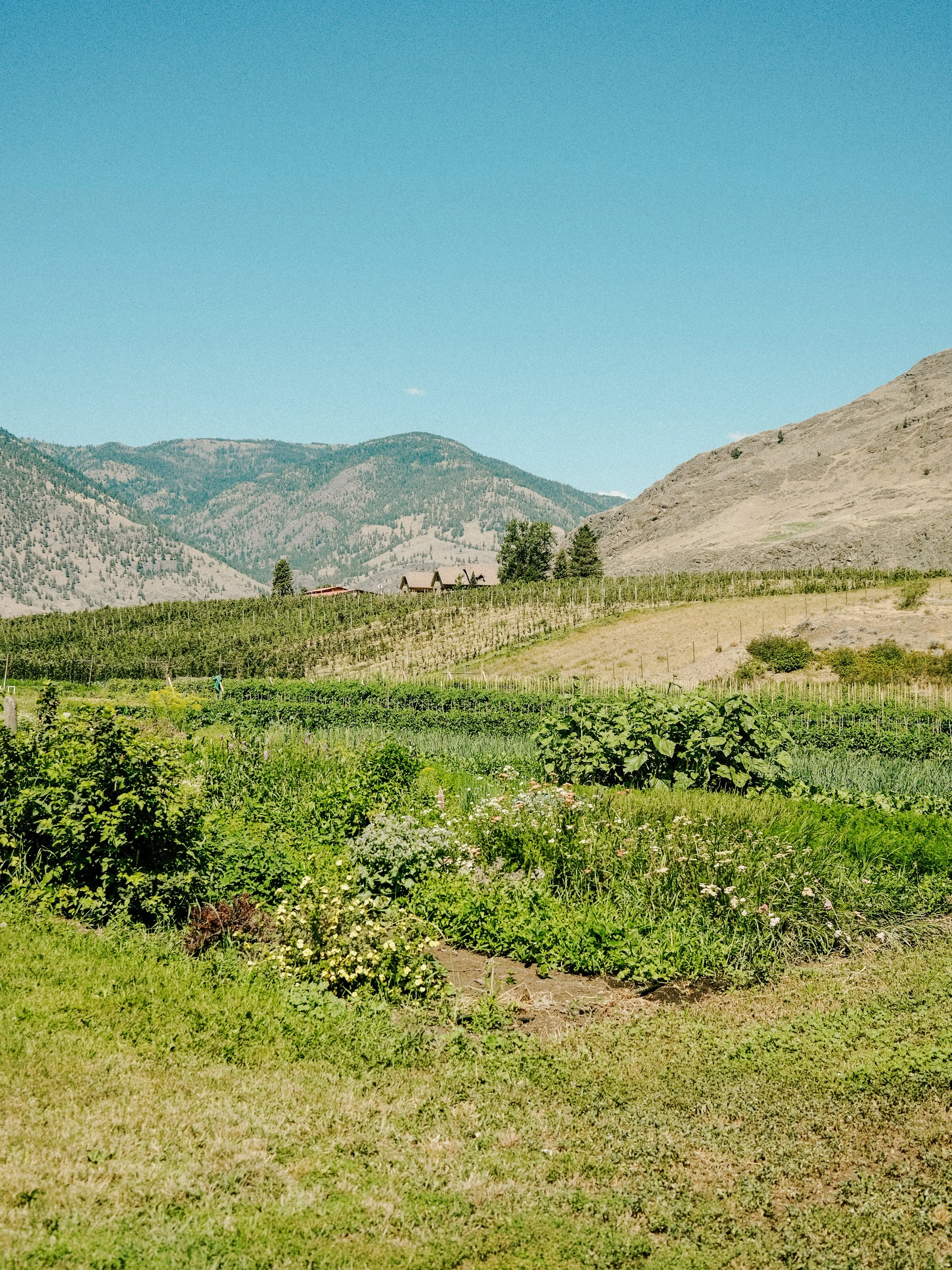 A lush green garden with various plants and flowers, surrounded by rolling hills and mountains under a clear blue sky.