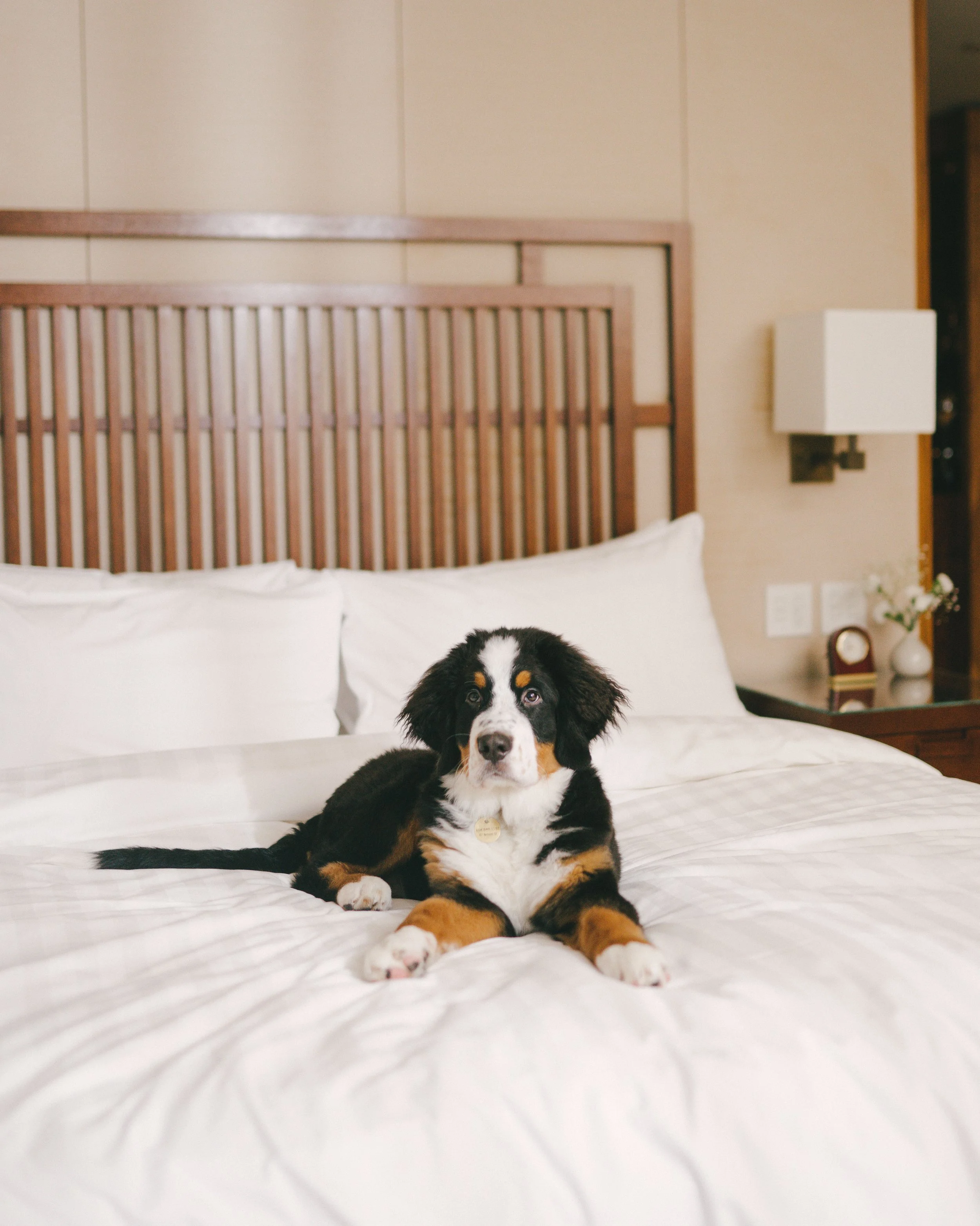 A puppy lying on a bed in a hotel room. The bed has white bedding, and the headboard is wood. There is a nightstand with a small clock, a vase with flowers, and a lamp next to the bed.