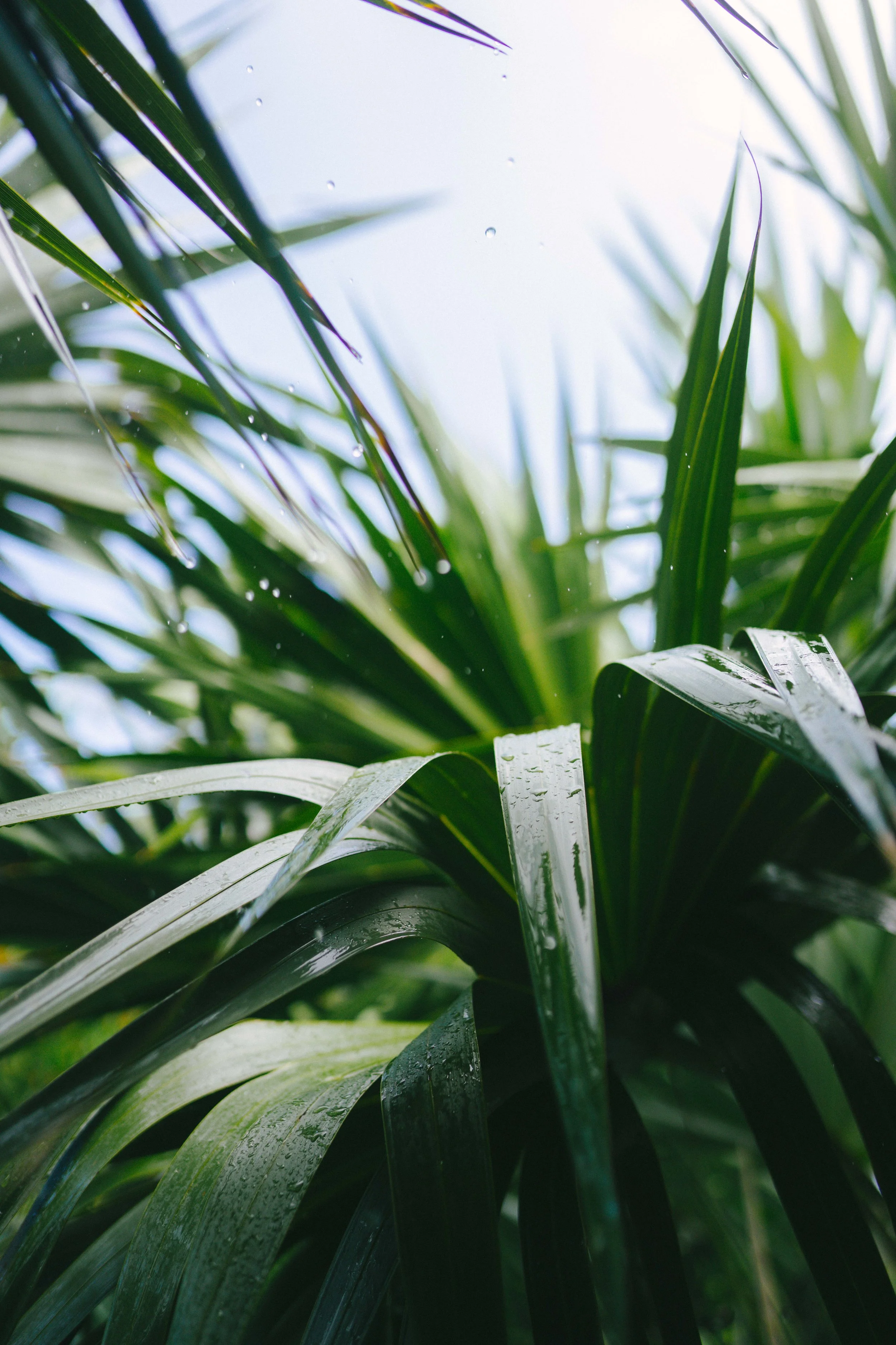 Close-up of green grass or plant leaves with water droplets and sunlight.