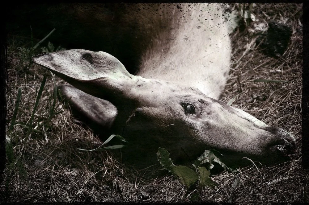 Dead whitetail near Caroga Lake 2011