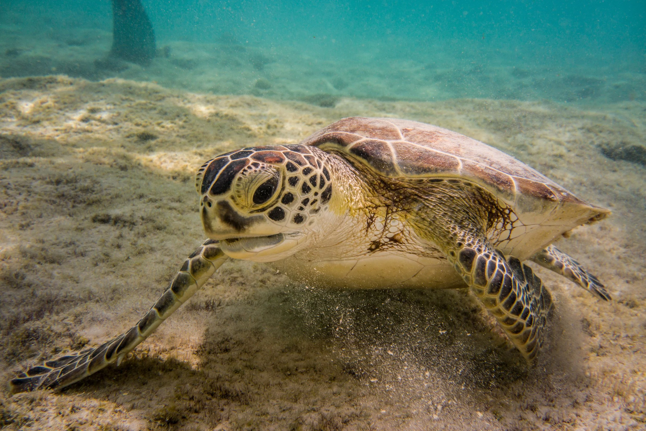 Sealife