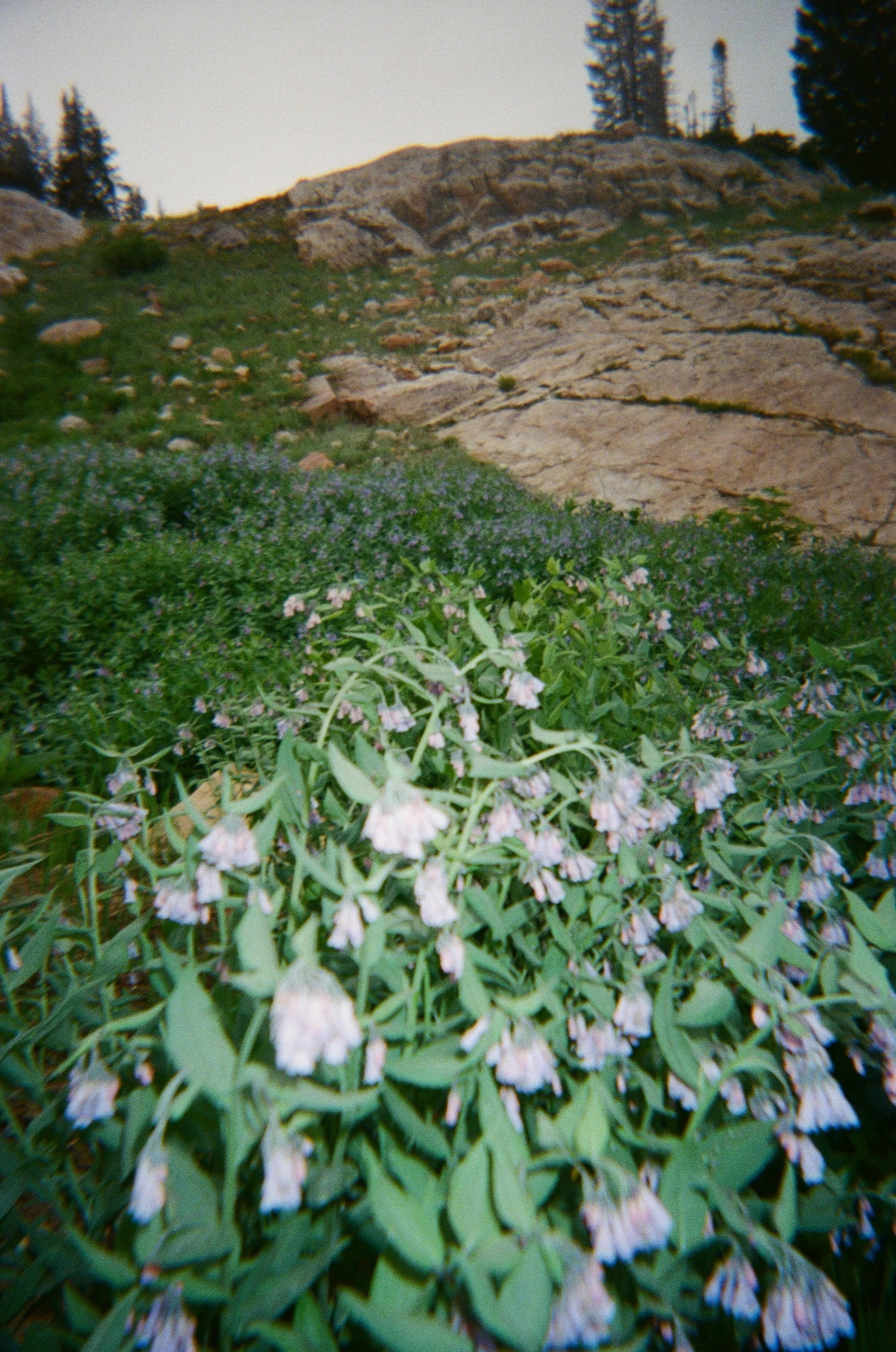 A film photo featuring bluebells blooming in the foreground and some rocky mountainous areas in the background.