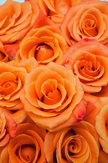 A close-up of multiple orange roses.