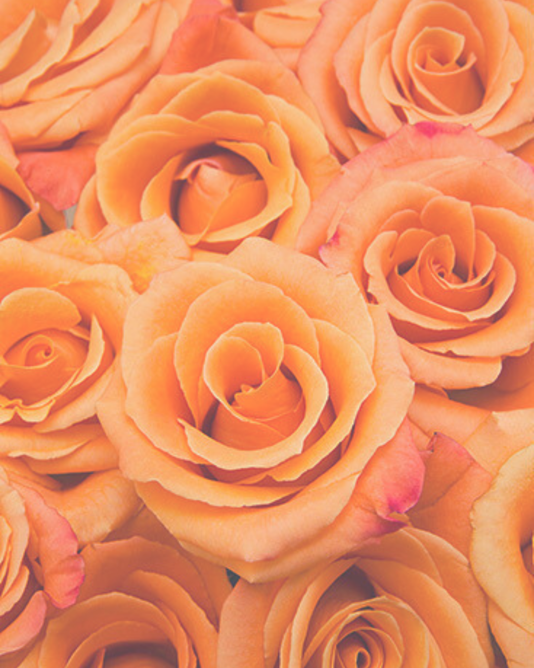 Close-up of orange roses with pink-tipped petals.