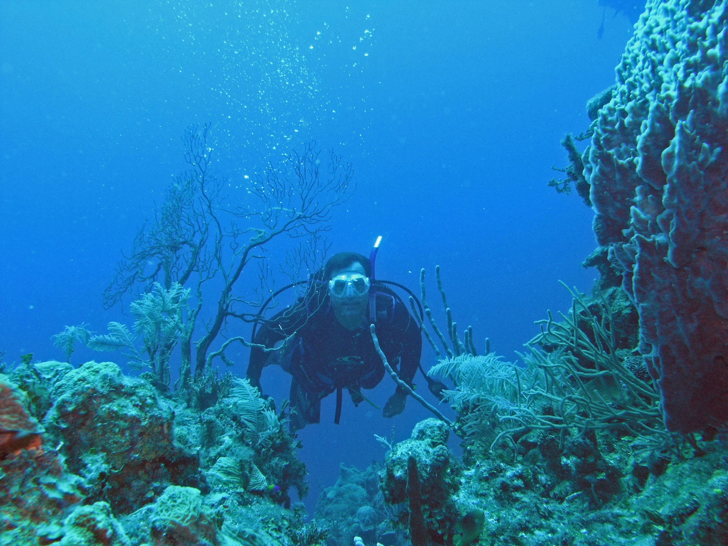 Diver bob 2.jpg
