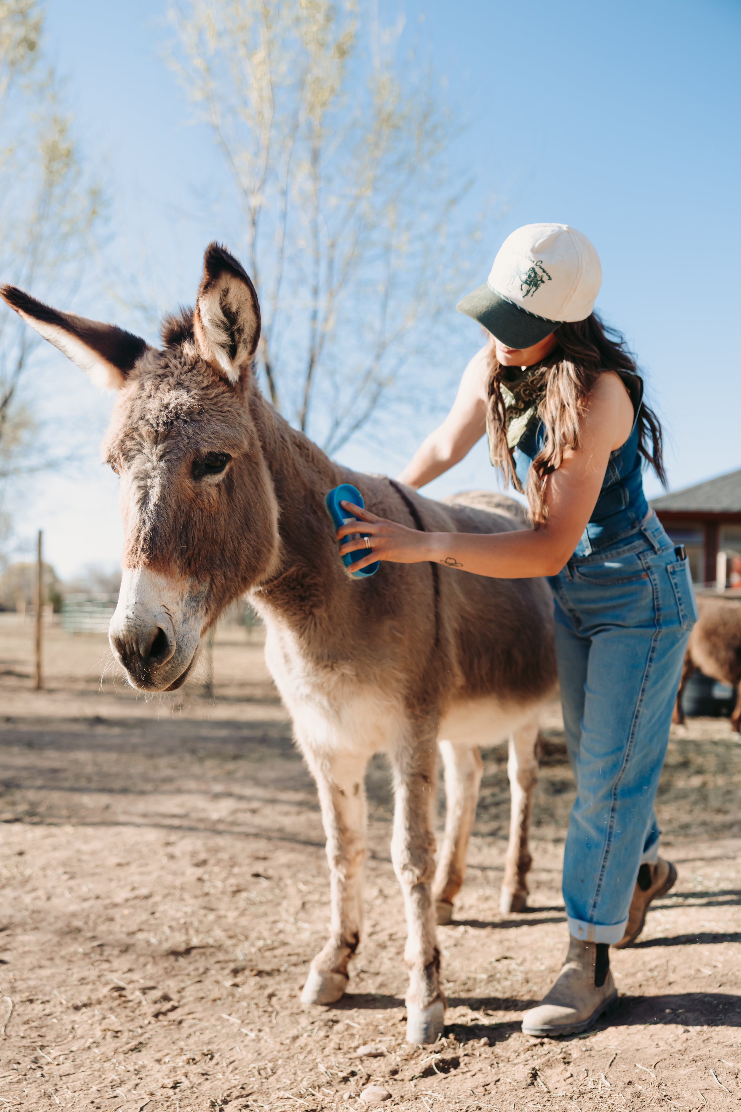 🫏 Sponsor a Donkey