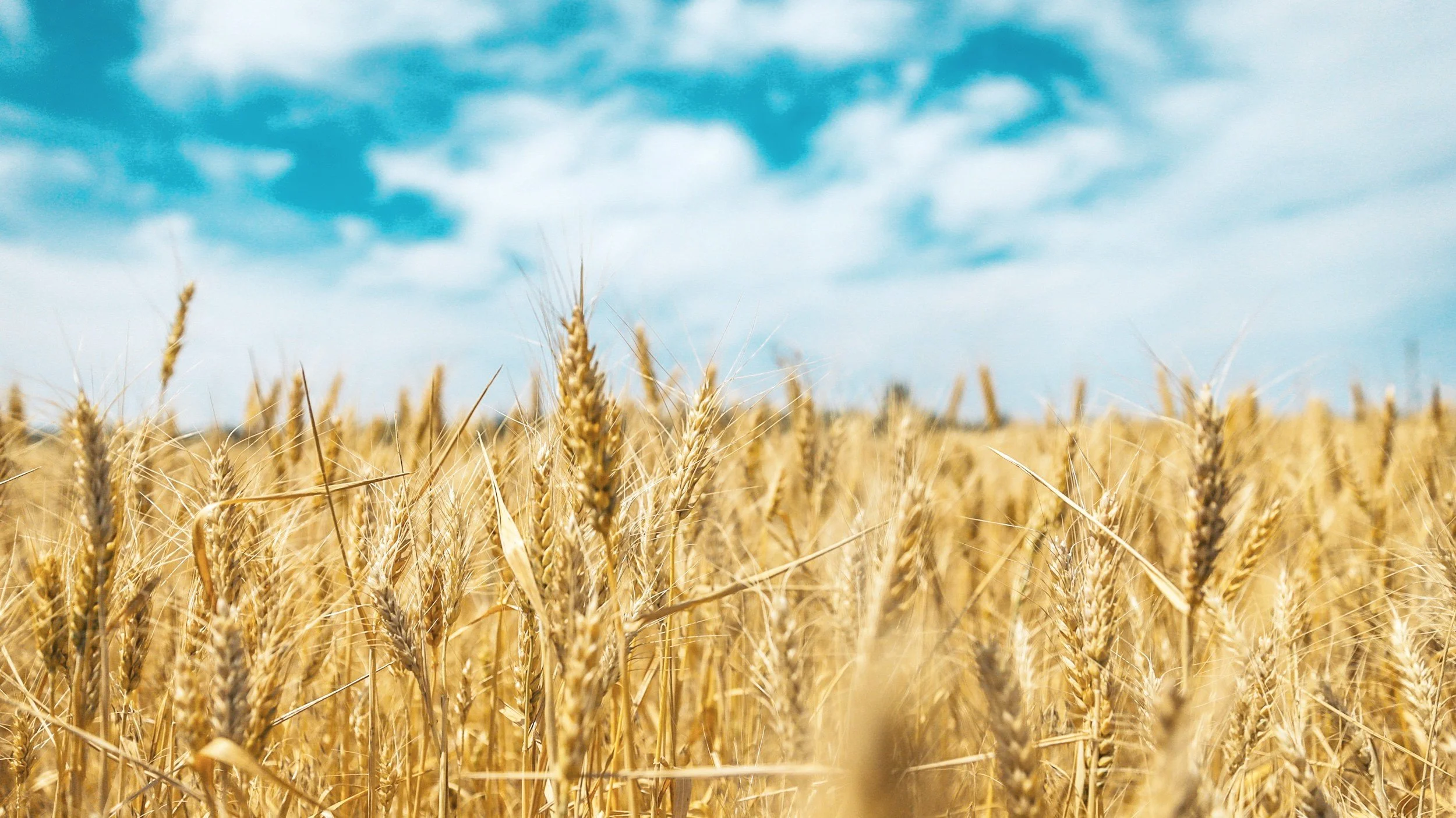 Golden wheat field under a blue sky with clouds.