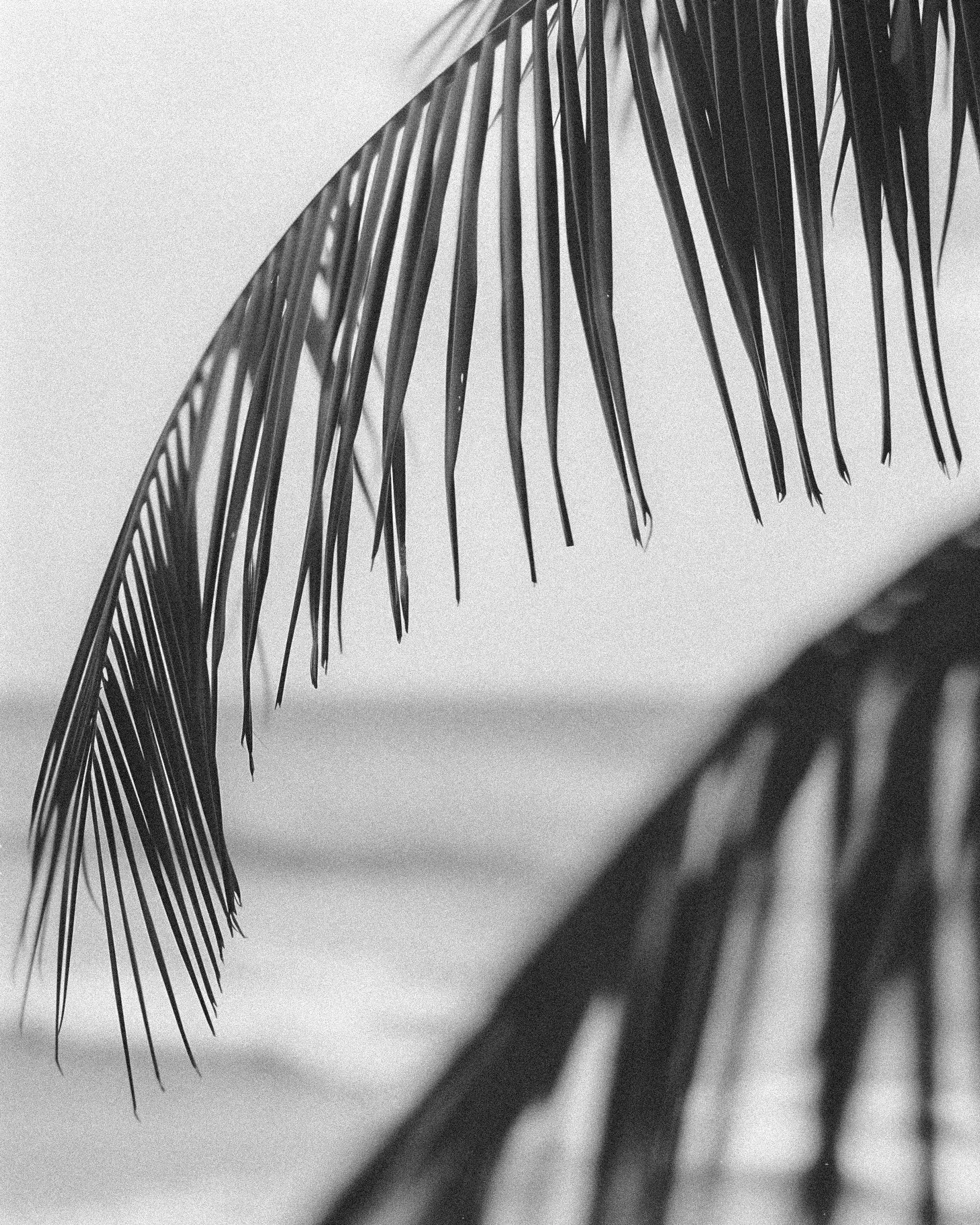 The Corals - Squarespace Template-10.jpg