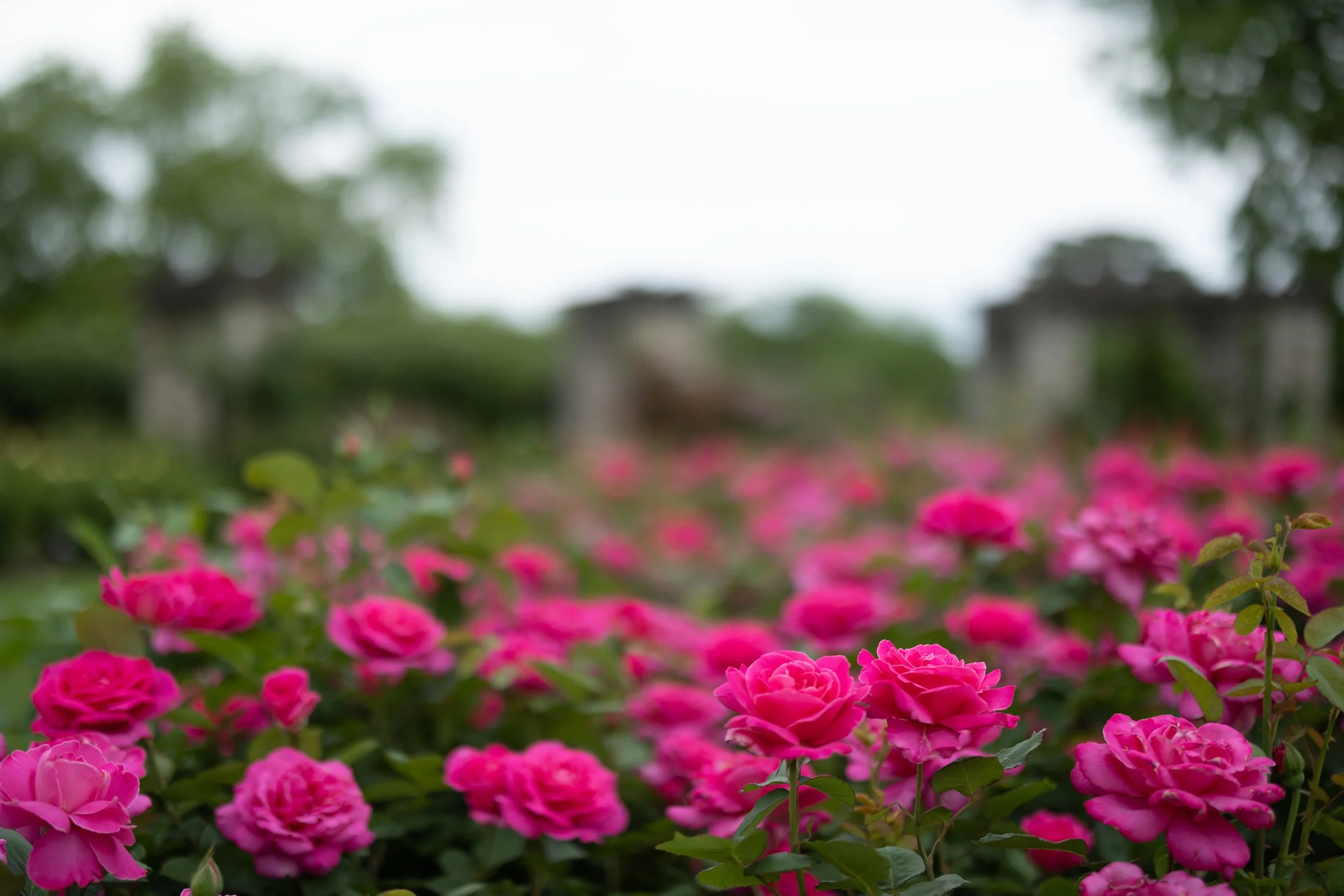 kansas-city--loose-park-engagement-lifestyle-photographer44.jpg