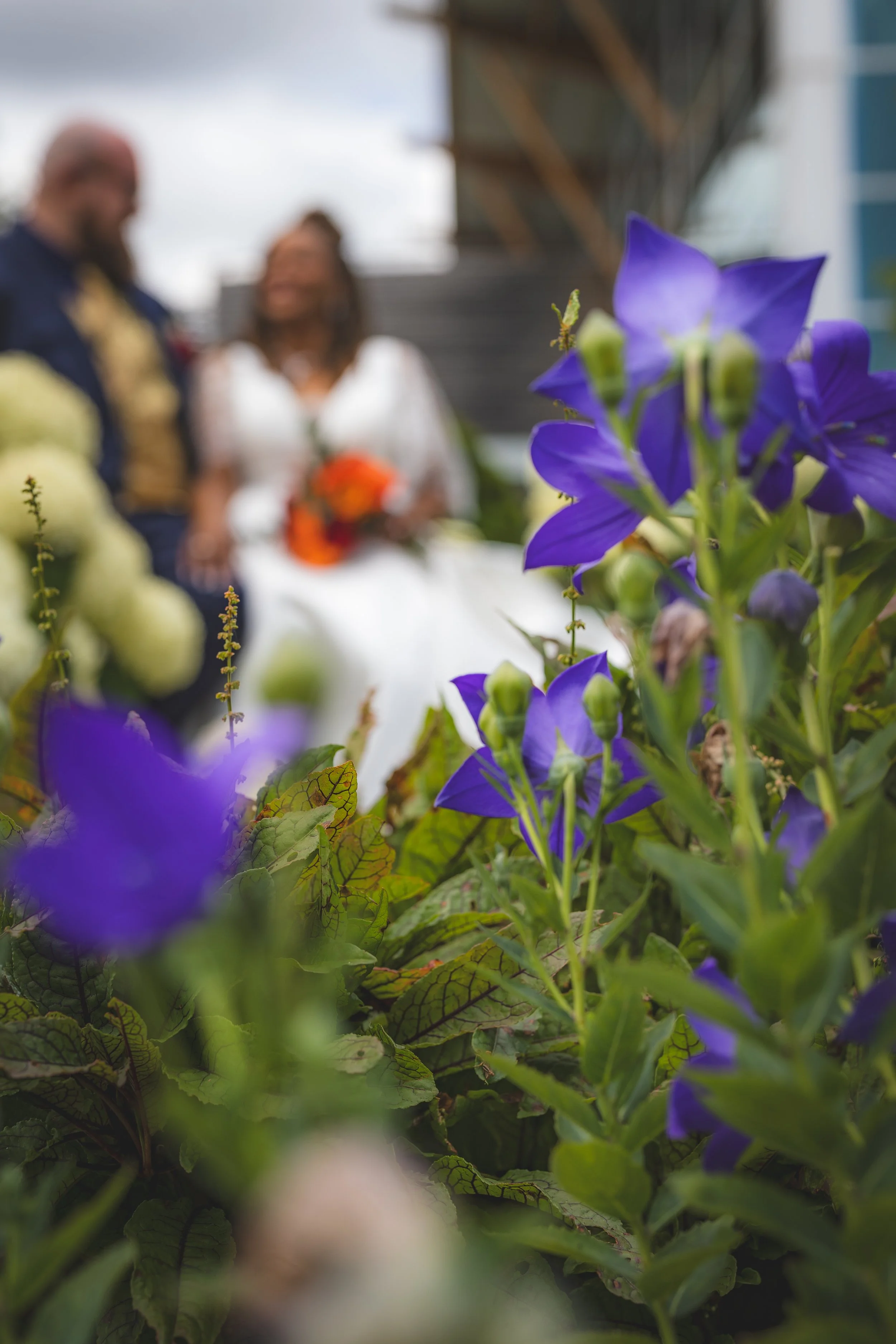 Close-up of purple and white flowers in the foreground with a blurred couple sitting in the background, outdoors on an overcast day