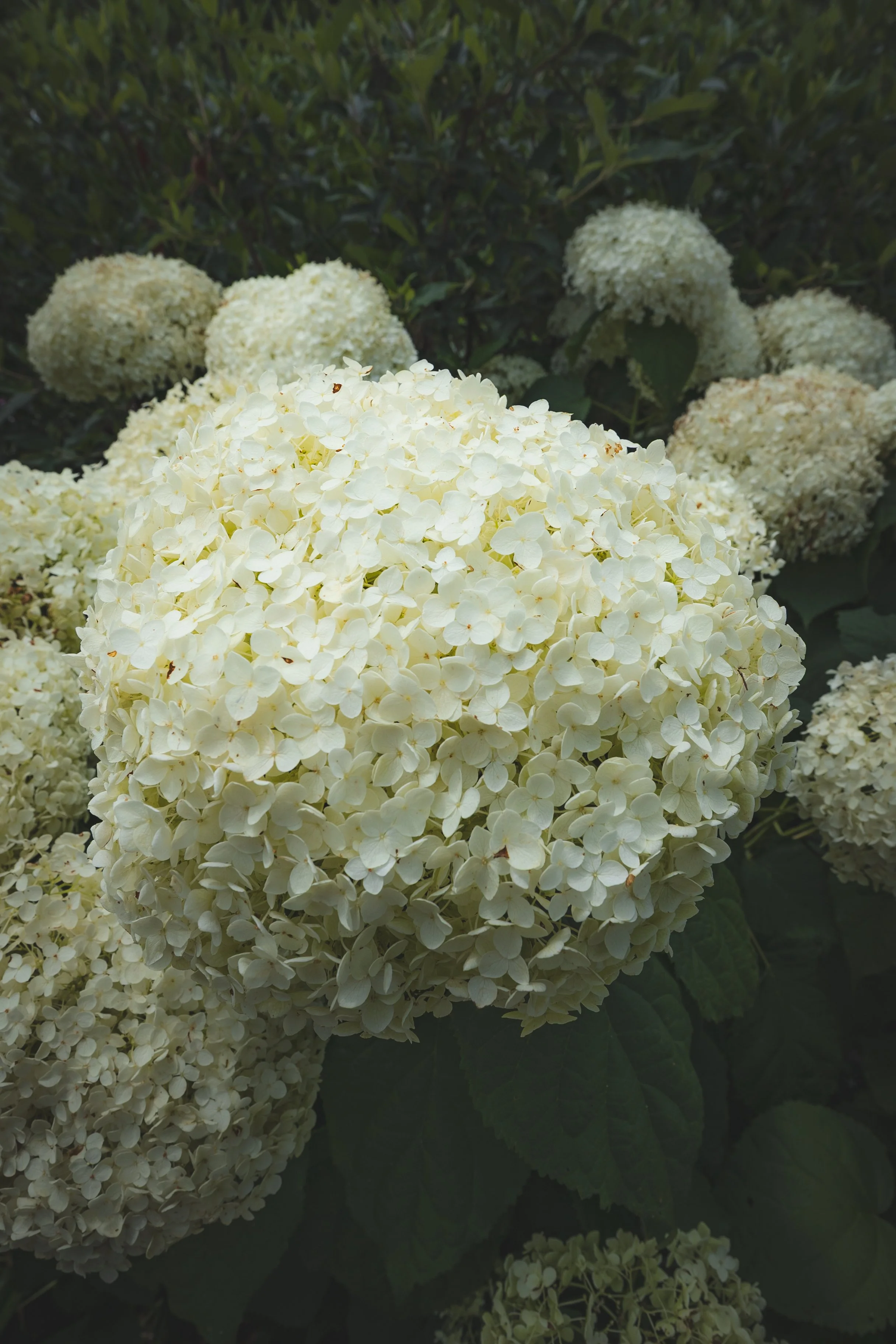 kansas-city-golden-hour-flowers.jpg