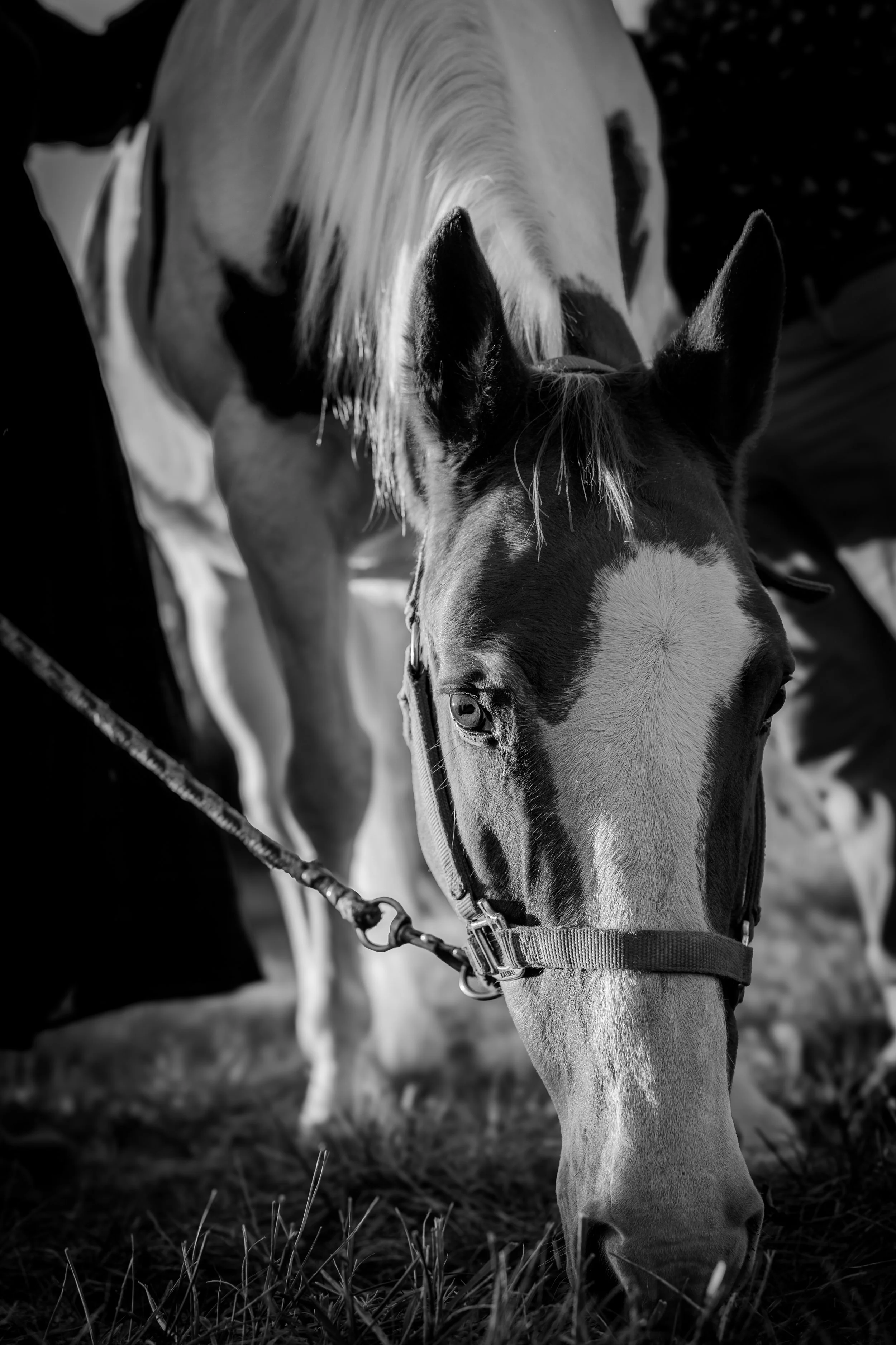 kansas-city-lifestyle-couples-session-horses-hunting-dogs7.jpg