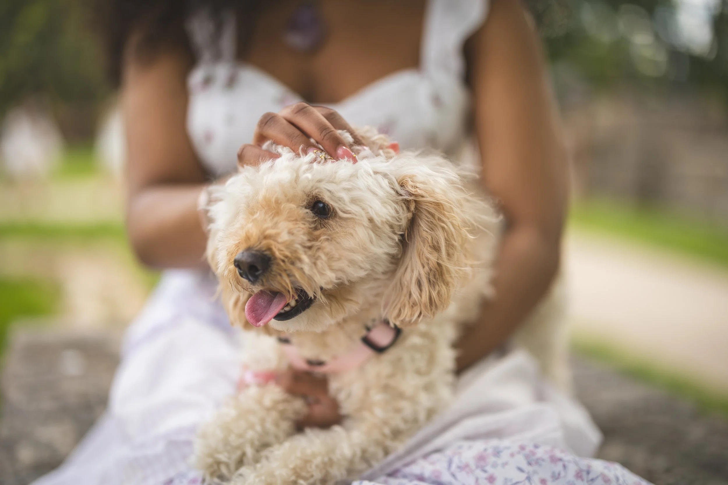 kansas-city-loose-park-senior-portraits-dog2.jpg