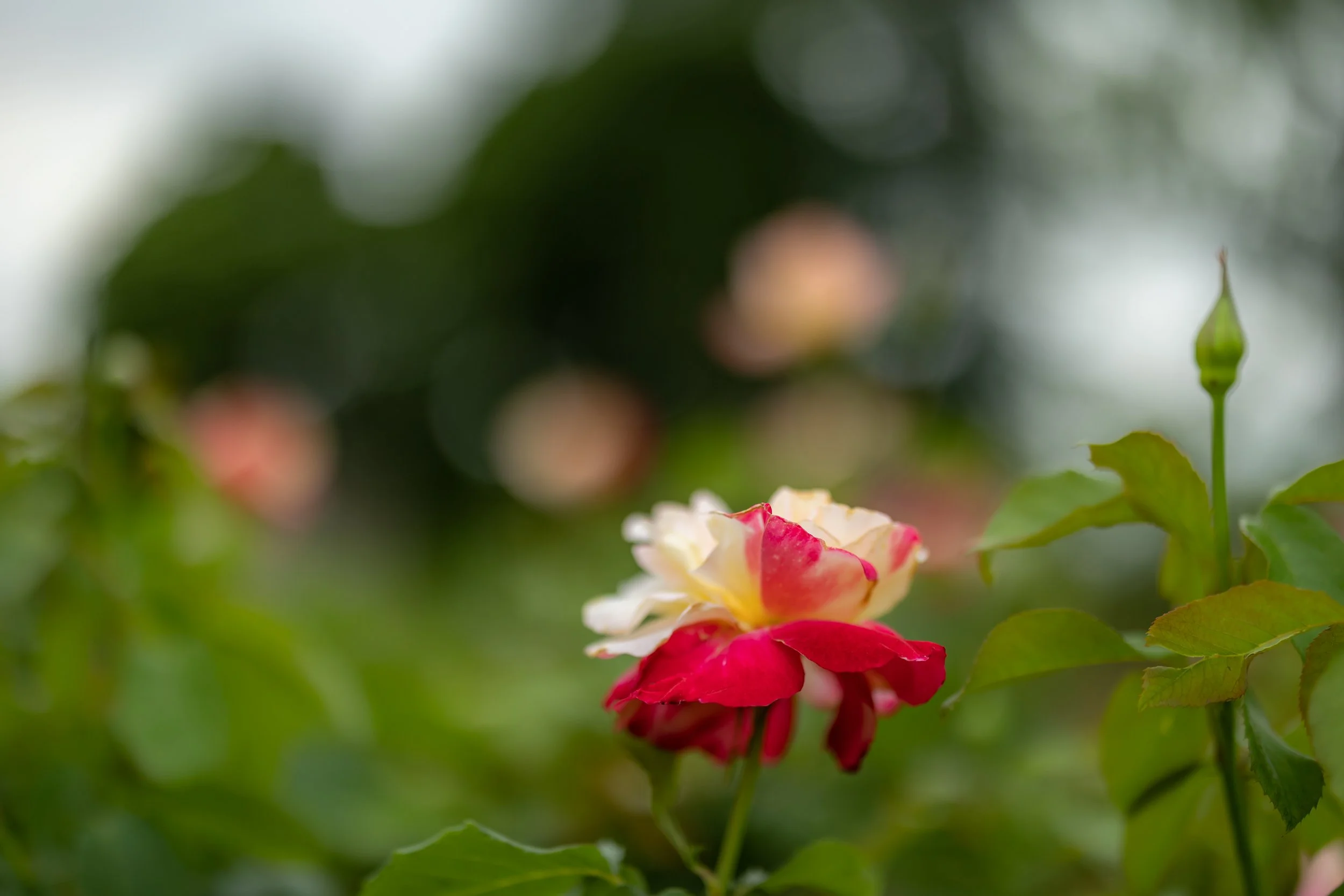kansas-city--loose-park-engagement-lifestyle-photographer48.jpg