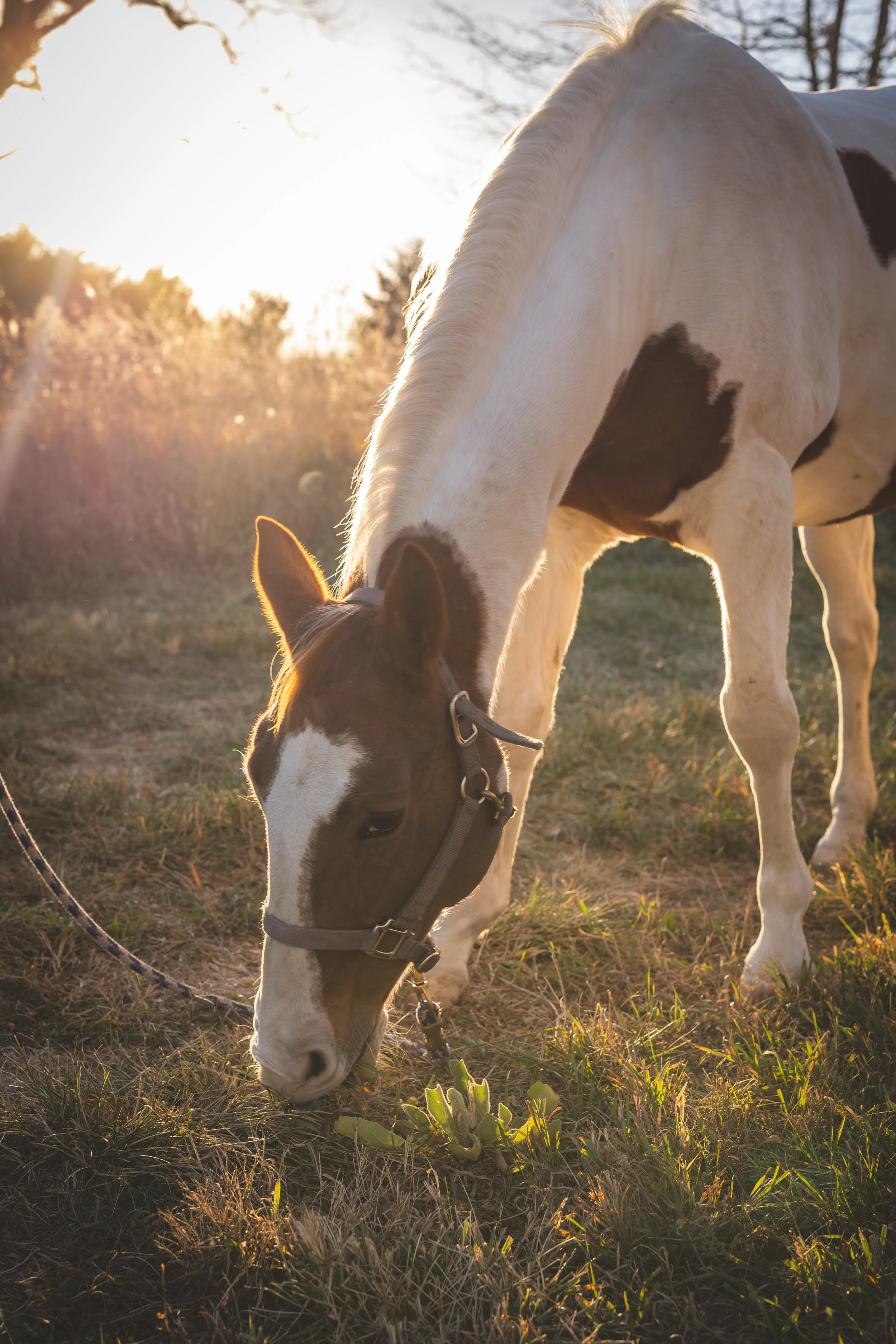 kansas-city-lifestyle-couples-session-horses-hunting-dogs5.jpg