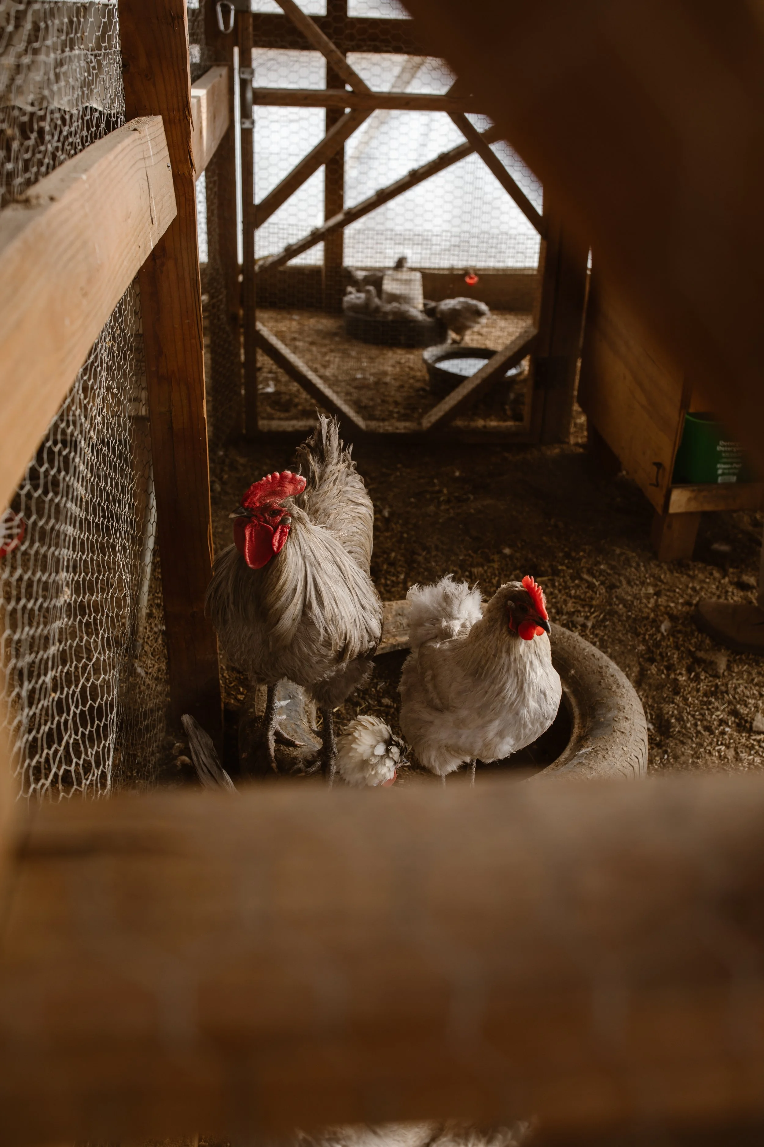 Capella Ranch Easter-Simply Cassandra-15.jpg