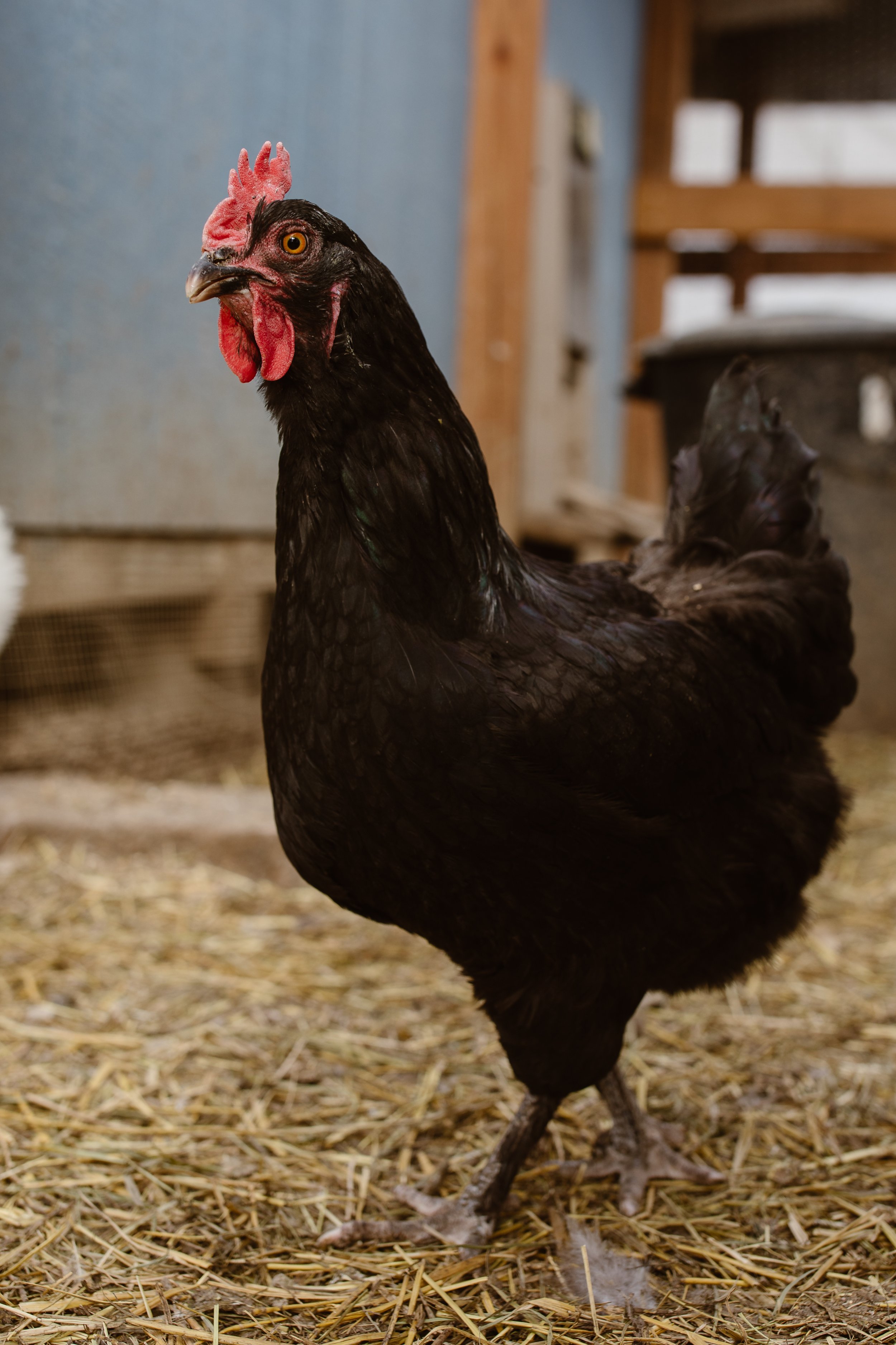 Capella Ranch Easter-Simply Cassandra-17.jpg