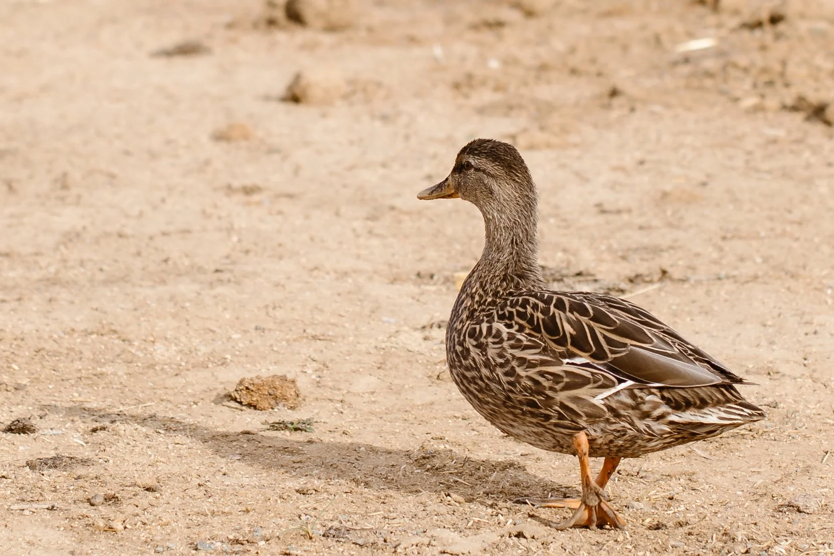 Capella Ranch Easter-Simply Cassandra-36.jpg
