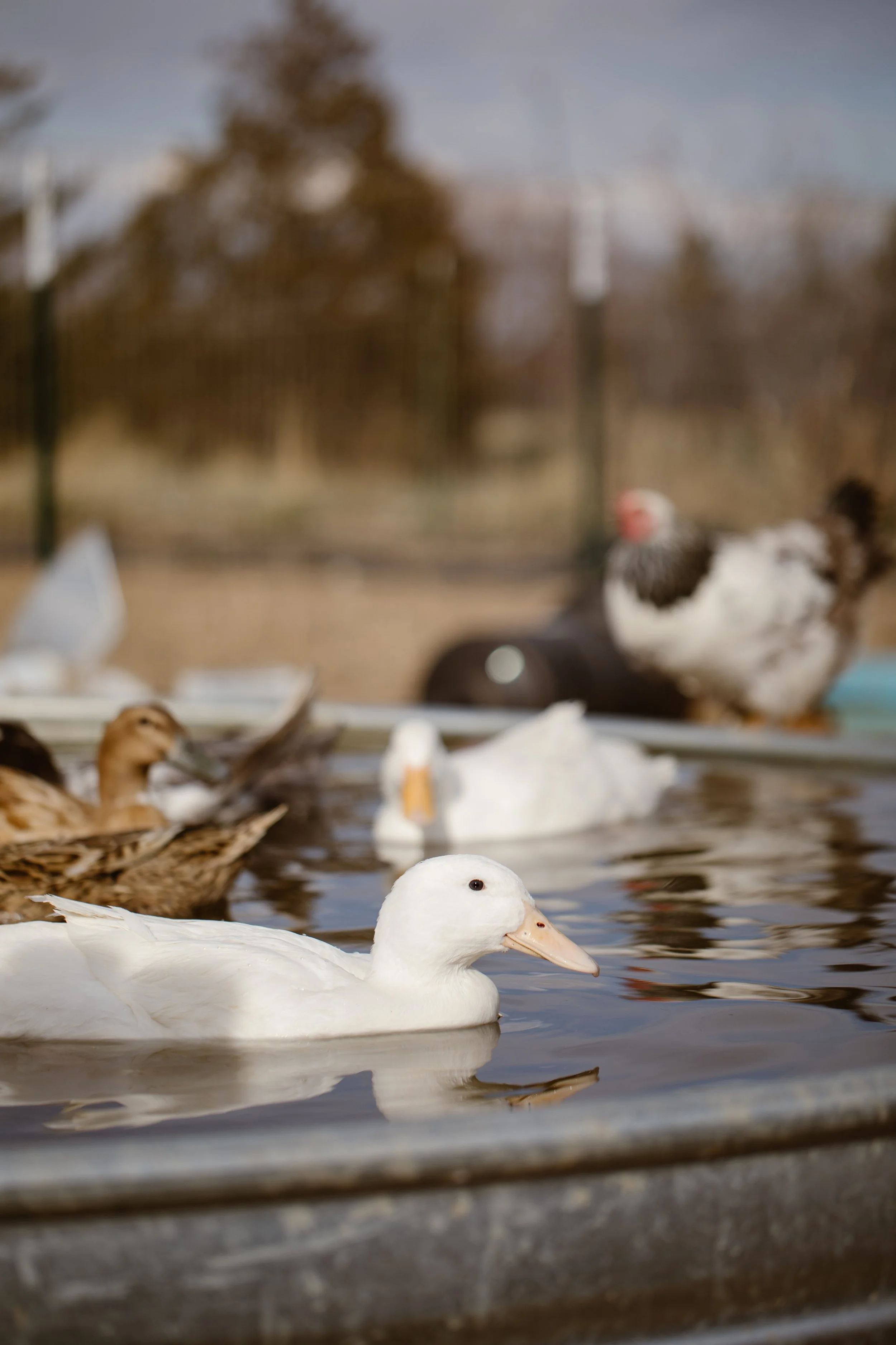 Capella Ranch Easter-Simply Cassandra-24.jpg