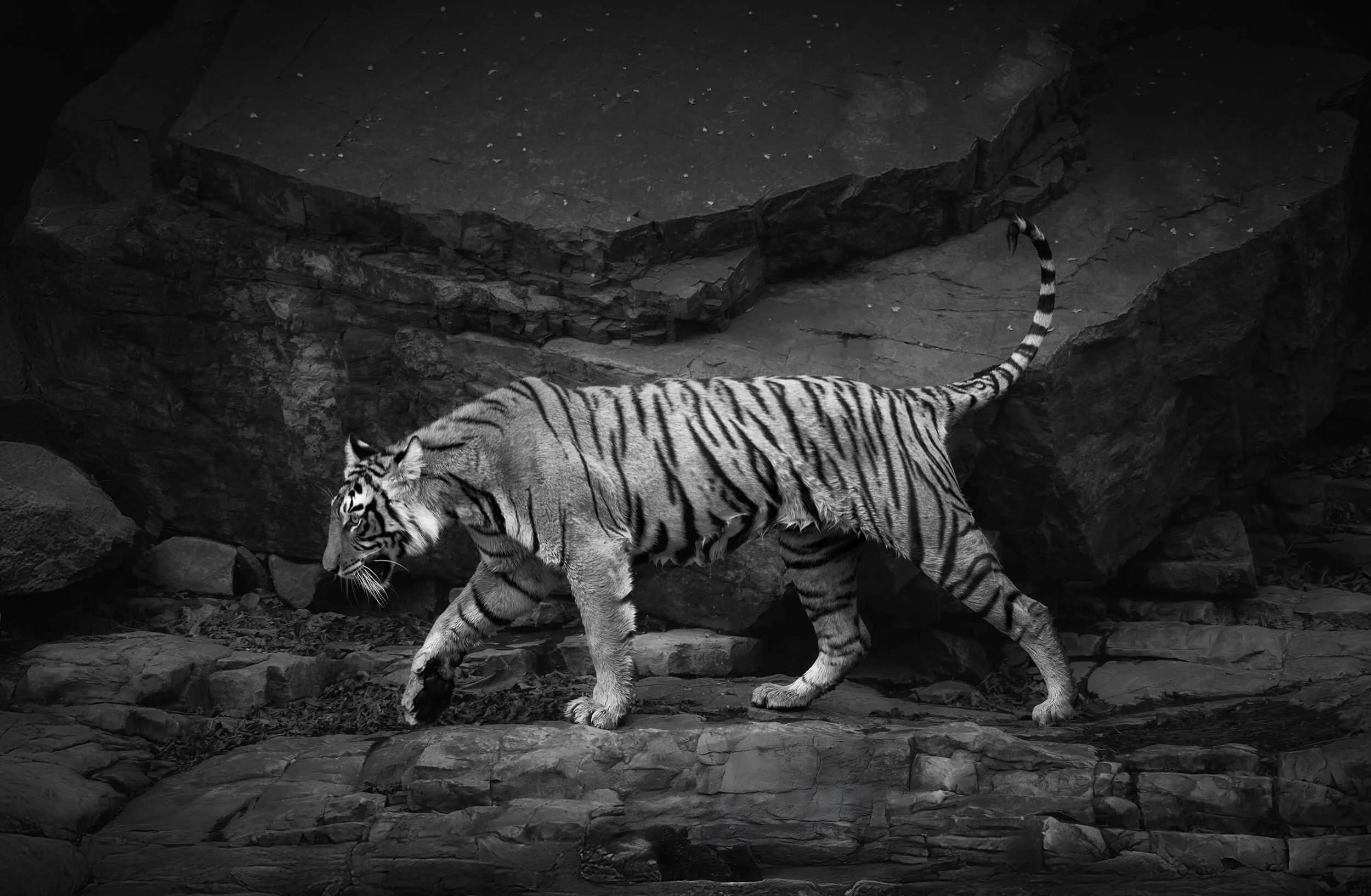A black and white photo of a tiger walking on rocky terrain surrounded by large rocks and boulders.