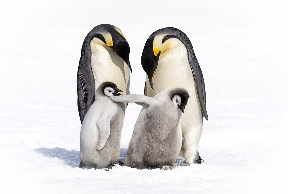 Two adult penguins standing in the snow with two young penguin chicks, one of the chicks touching the adult's beak.