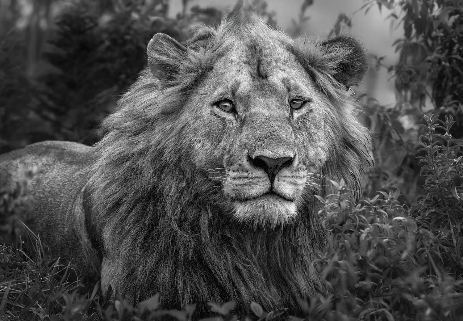King of the Jungle in all of his glory. There is nothing quite like the majestic gaze of a lion to remind us of the wild beauty of nature. Photographed in the Maasai Mara, Kenya.