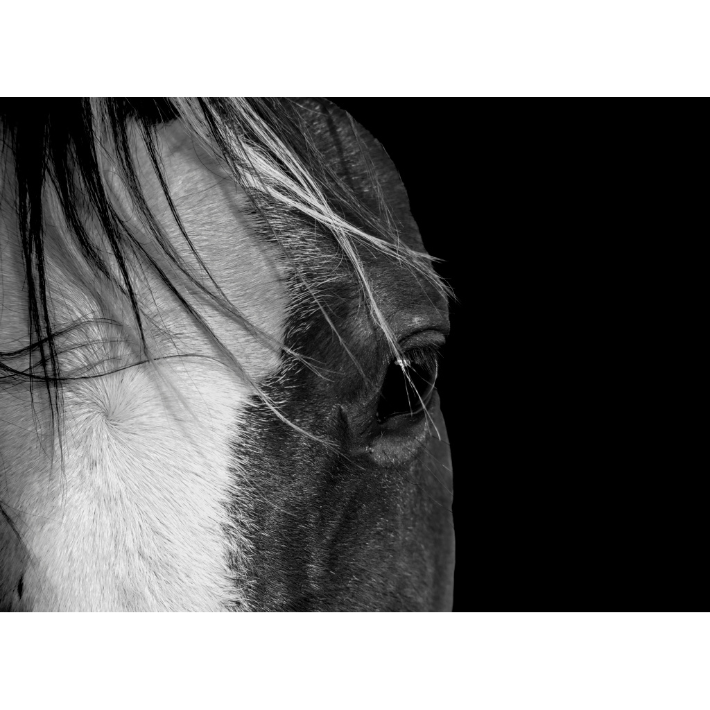 Close-up of a horse's face in black and white, showing the eye, mane, and part of the nose against a black background.