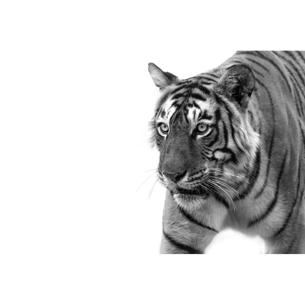 Black and white photograph of a tiger with piercing eyes, facing slightly to the left.