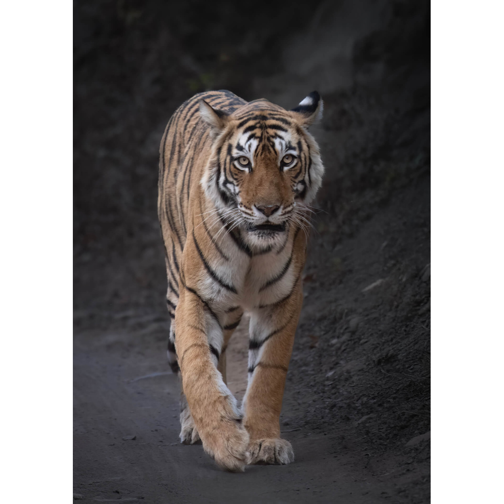 A tiger walks directly toward the camera along a dirt track in Ranthambore National Park.  The soft morning light defines it orange and black stripes as it oves silently through shadowed terrain.