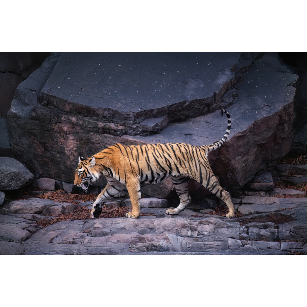 A tiger walking on rocky terrain in a zoo enclosure.