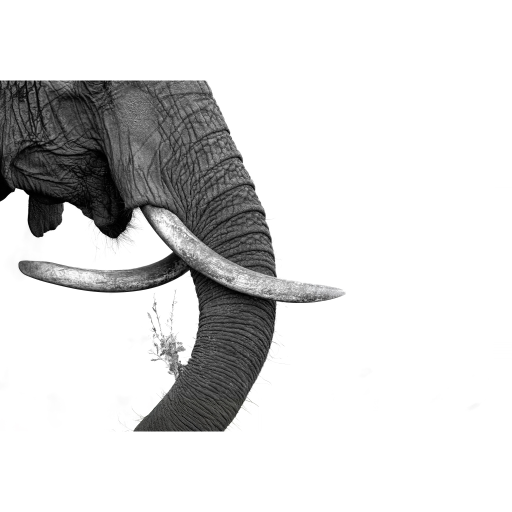 Close-up of an elephant's head showing its trunk, tusks, and textured skin, with a small branch in the trunk