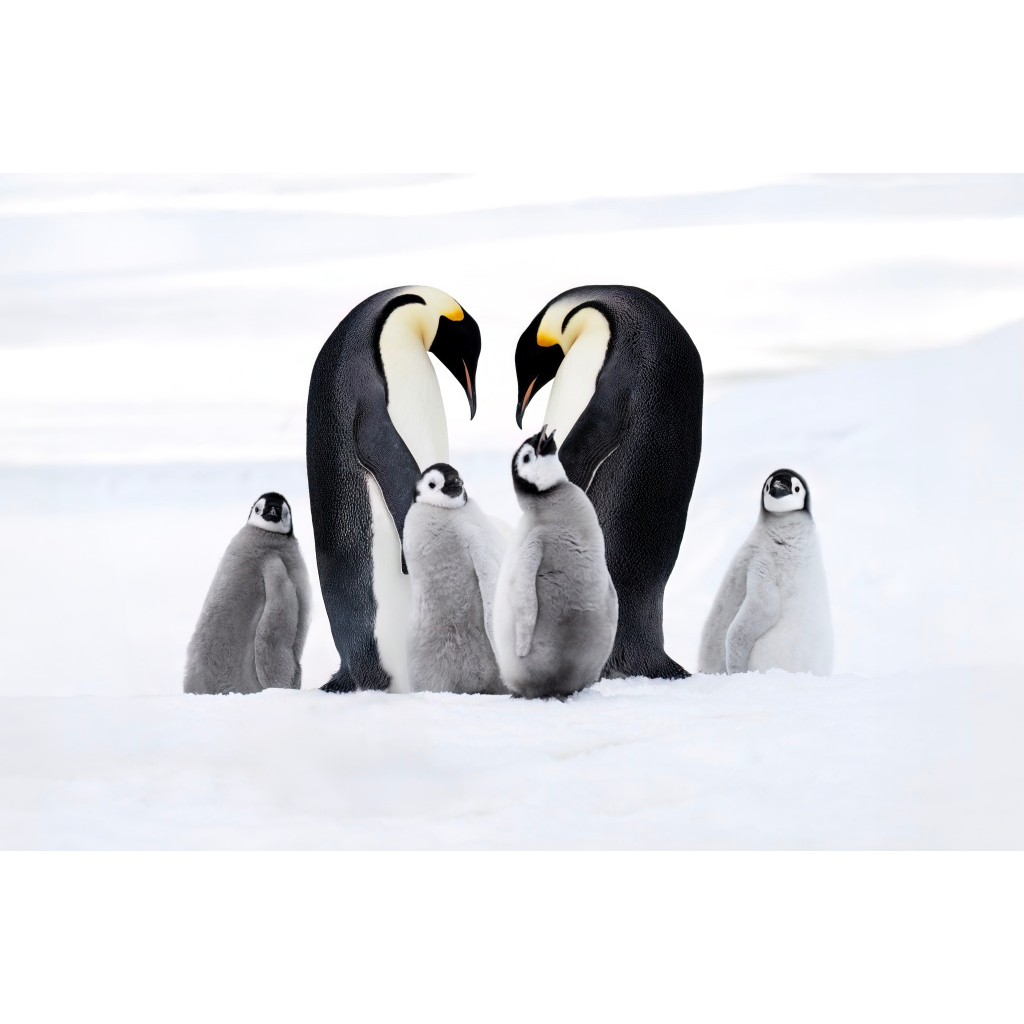 Two adult penguins and four chicks in snowy landscape, with the adult penguins facing each other.