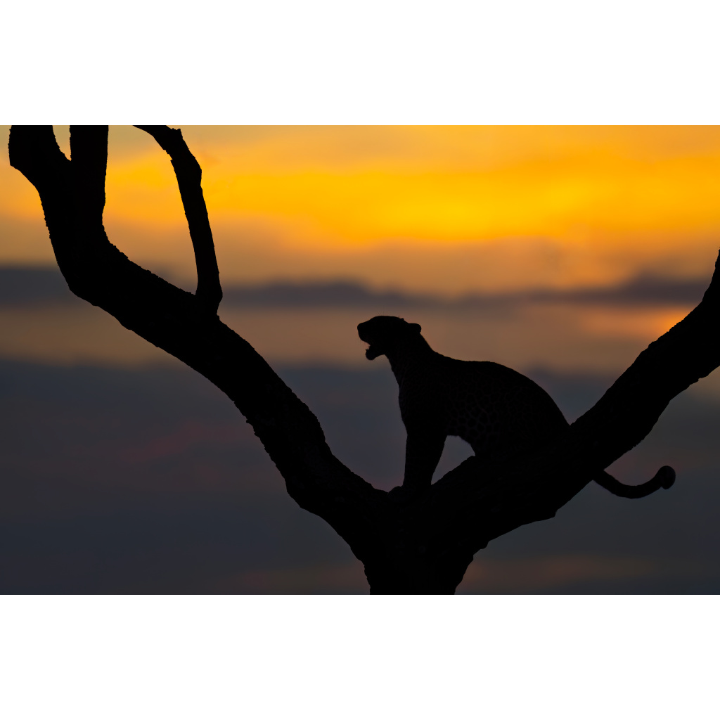 Silhouette of a leopard sitting on a tree branch at sunset.