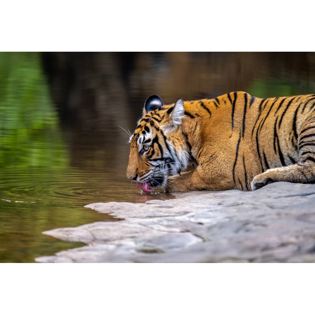 A tiger drinking water from a pond or river, laying on a rock at the water's edge.