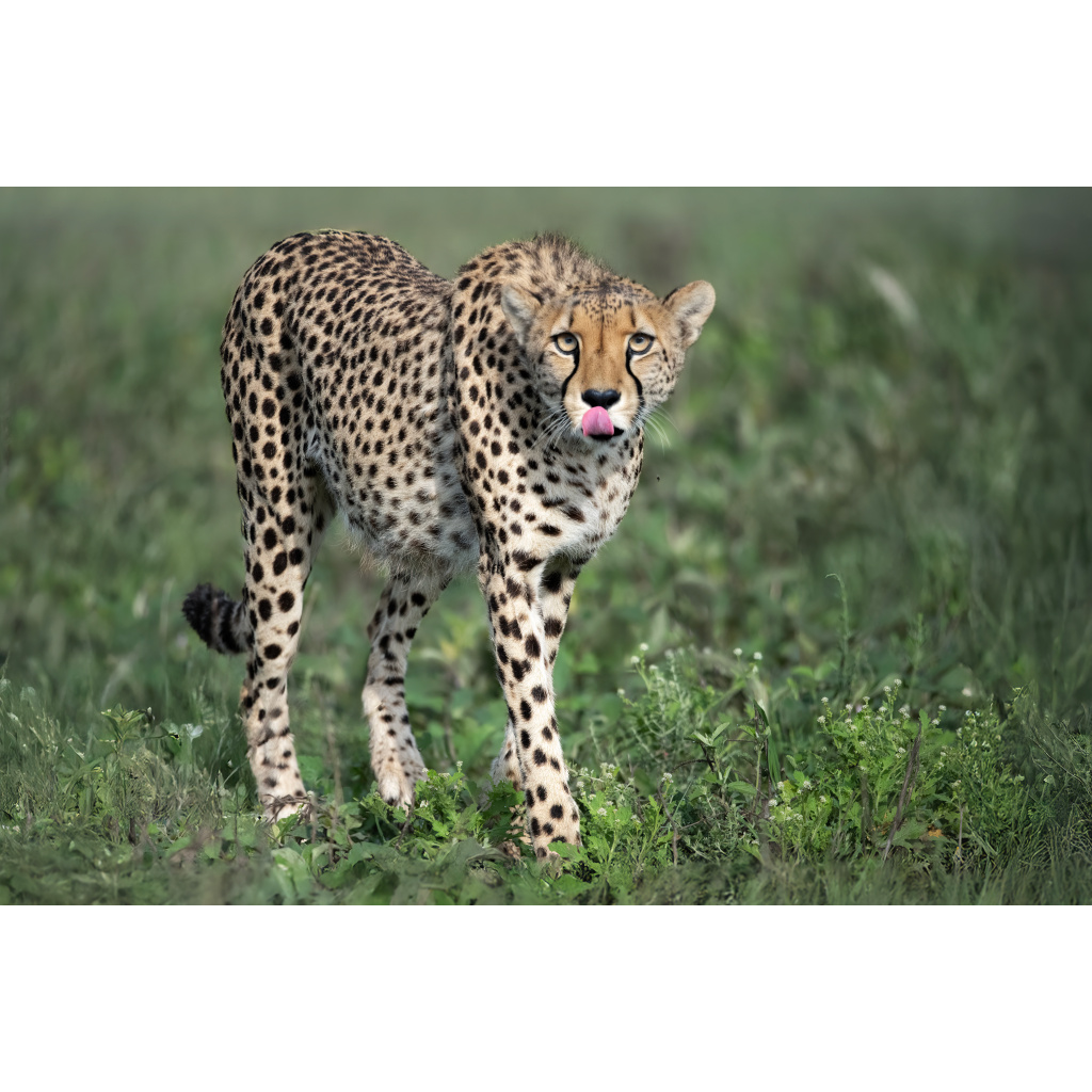 A cheetah with the body of a leopard and the face of a cheetah, standing on grass and licking its nose.