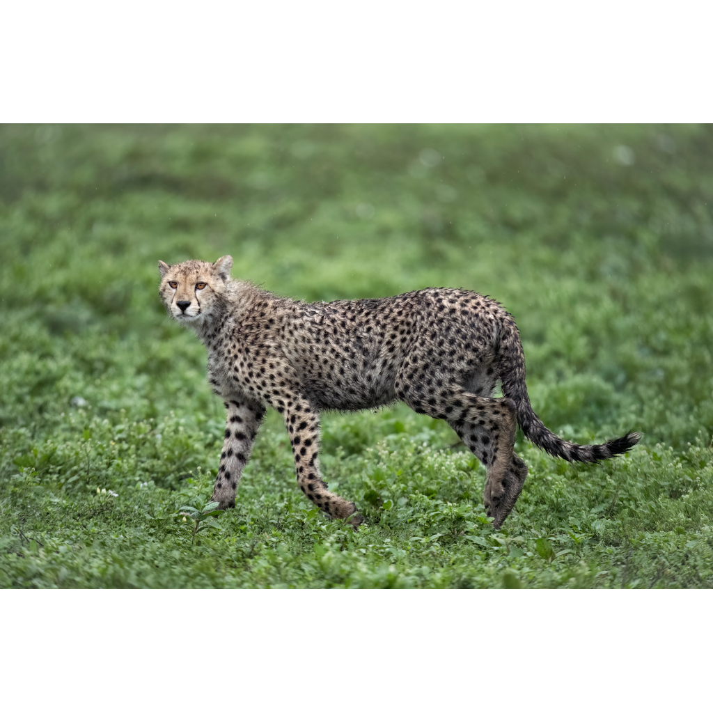 A cheetah walking on green grass with a blurred green background.