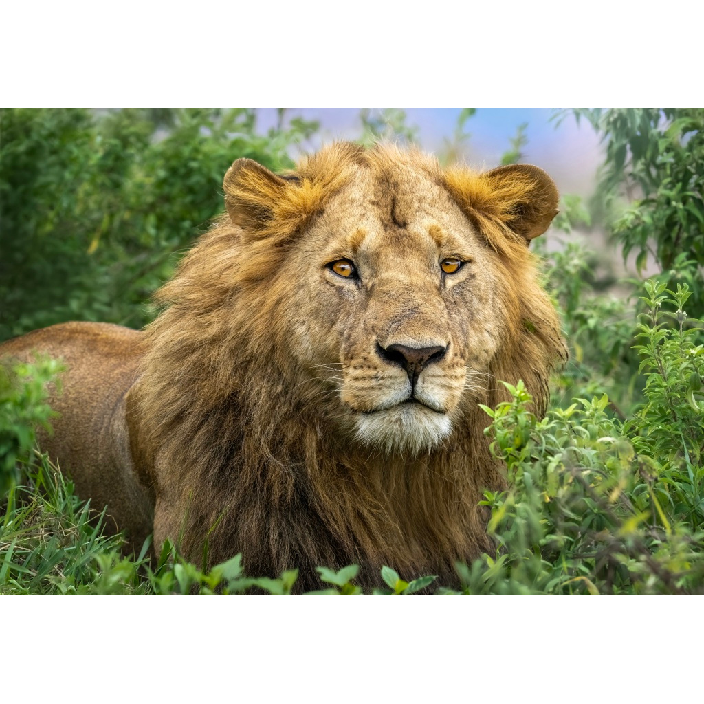 A majestic male lion with a full mane resting among green bushes in a natural habitat.