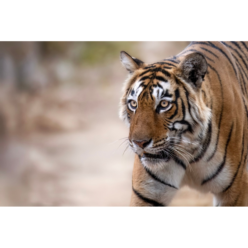 A close-up of a tiger walking outdoors, showing its face and part of its body with orange fur and black stripes.