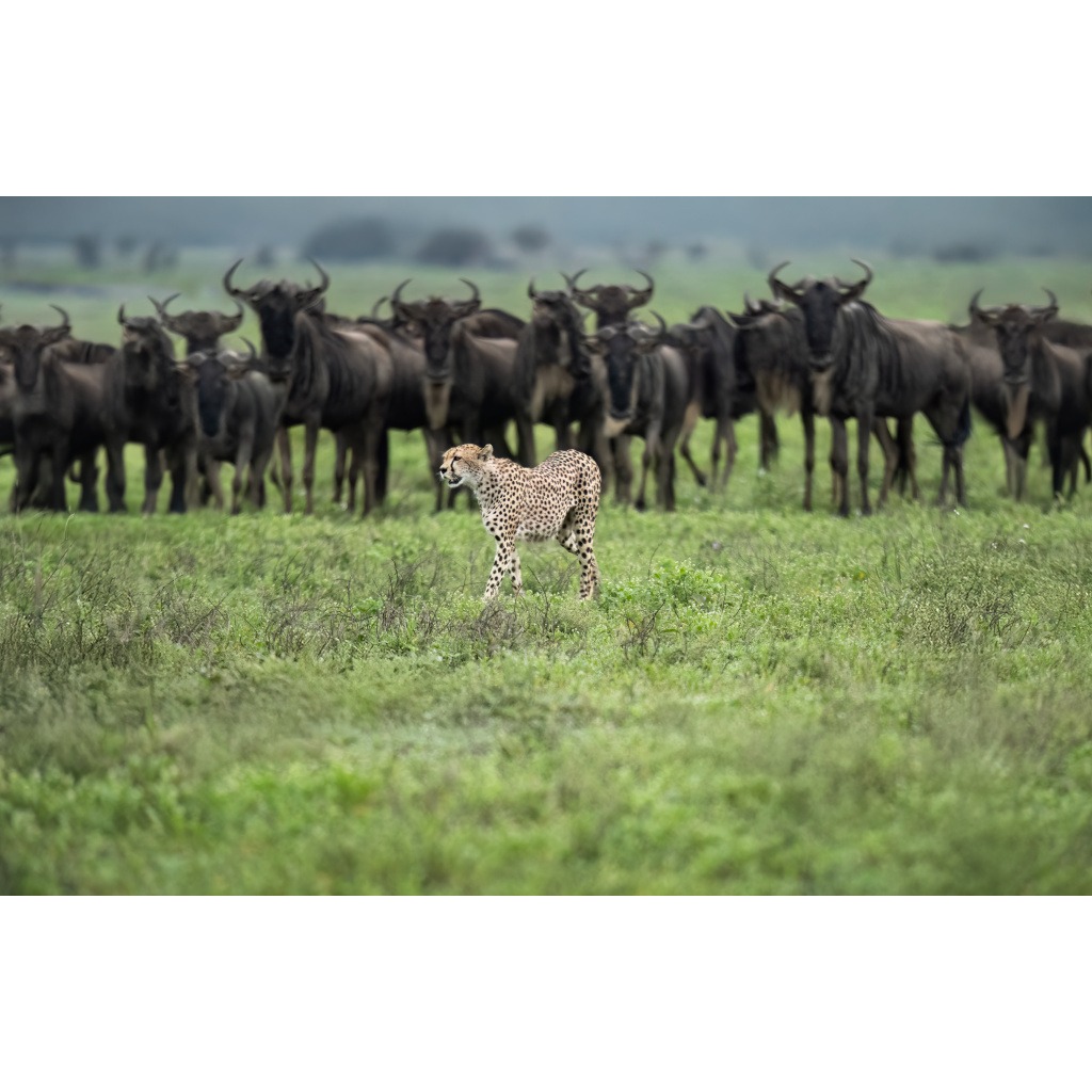 A cheetah walking in front of a herd of wildebeests in a grassy savannah.