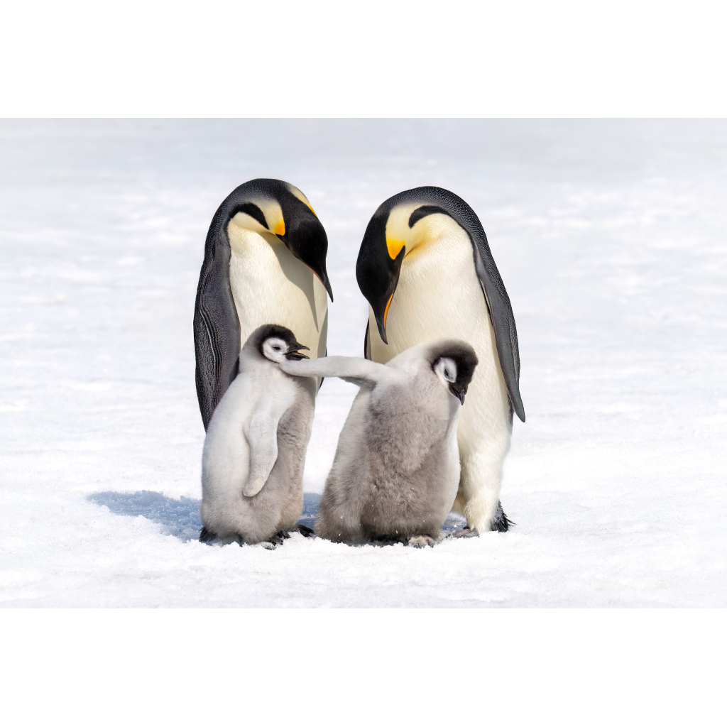 Two adult penguins and two fluffy penguin chicks on snow in Antarctica.