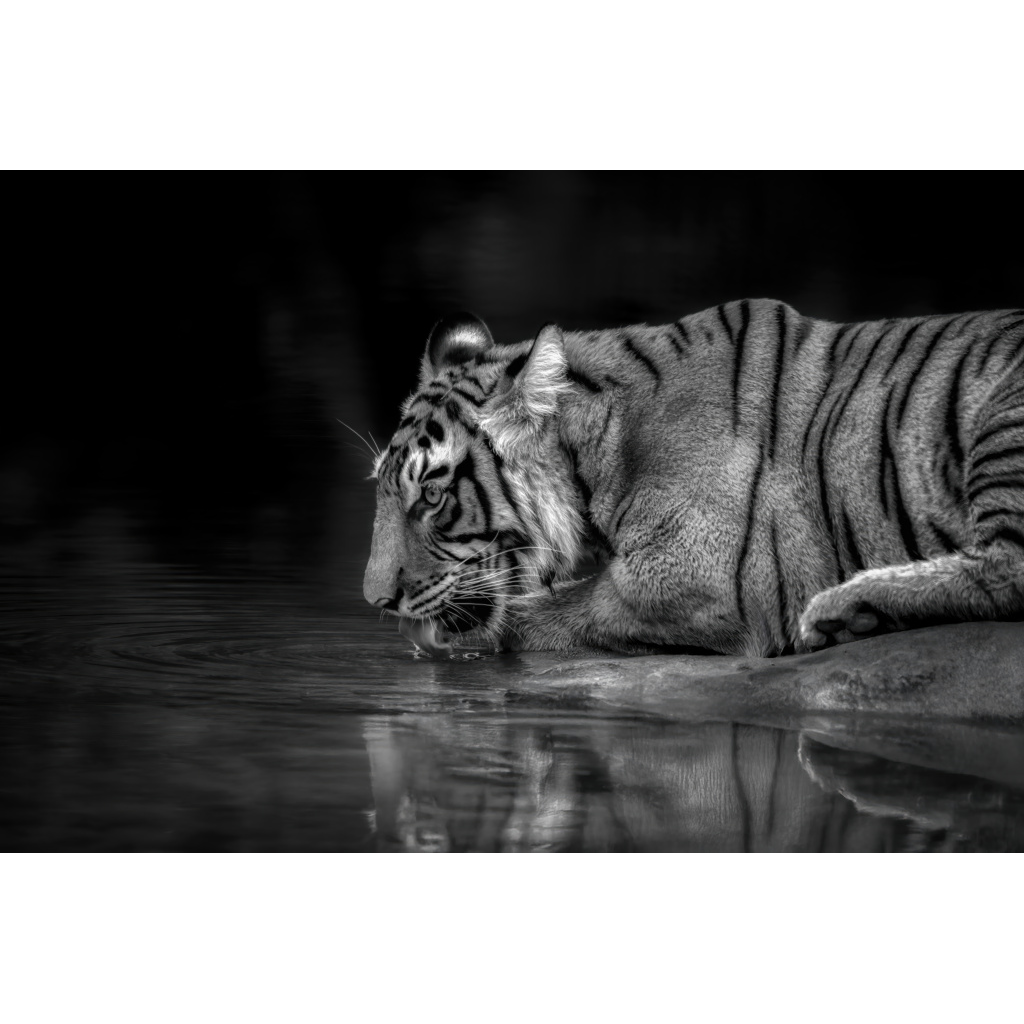 A tiger lying by a water body, drinking water in a black and white photo.