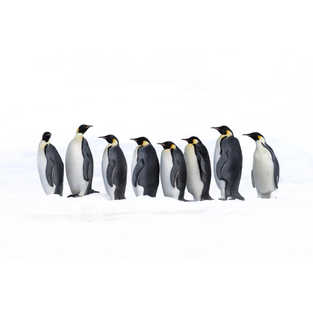 Seven penguins standing in a row on snow against a white background.