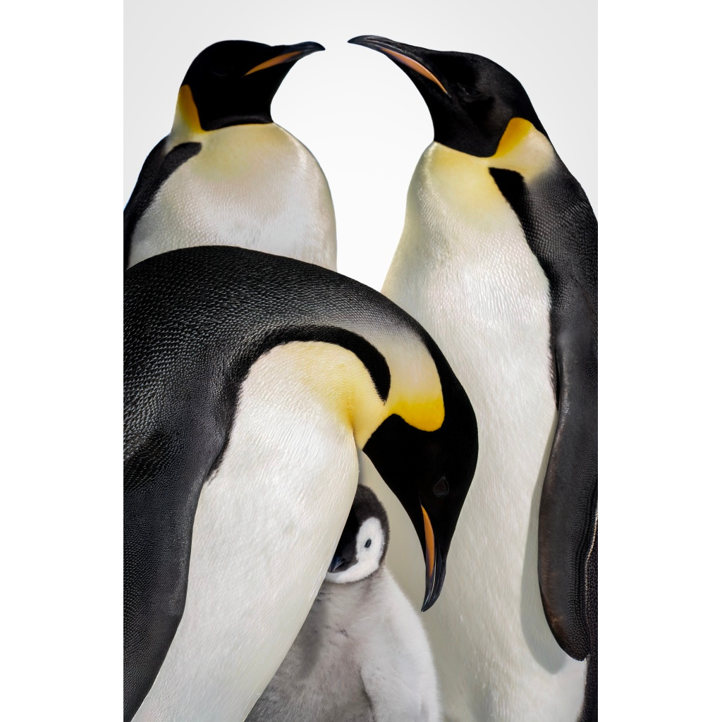 Three adult penguins and one baby penguin huddled together, with two adult penguins touching beaks and the baby penguin nestled between them.