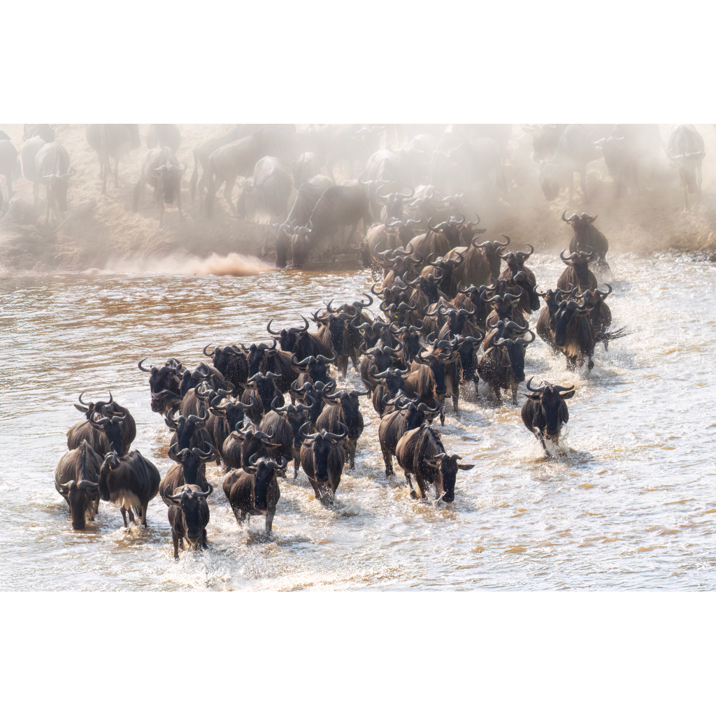 A large herd of wildebeest crossing a river with dust rising in the background.