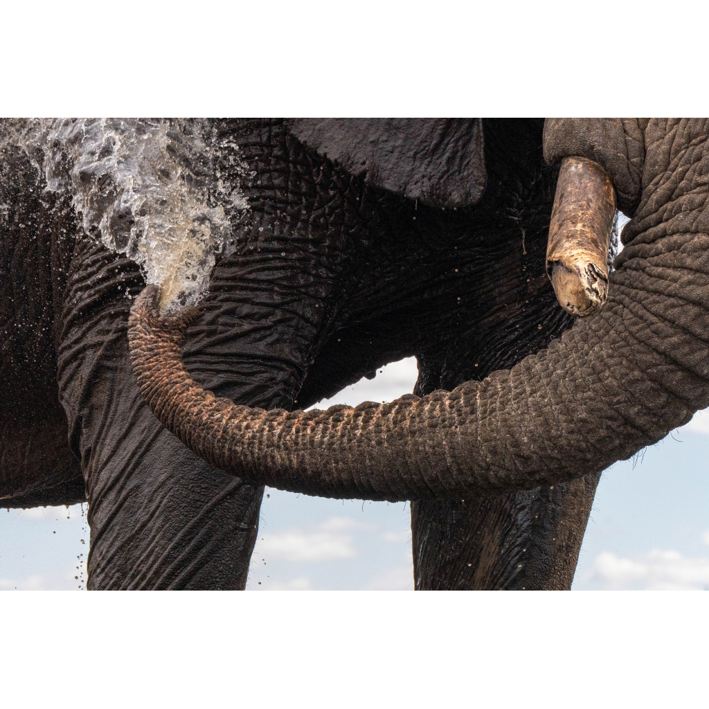 Close-up of an elephant's trunk spraying water on its body, showing detailed textures of the skin and tusk.