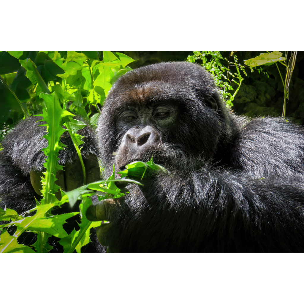 A gorilla eating green leaves amidst lush green jungle foliage.