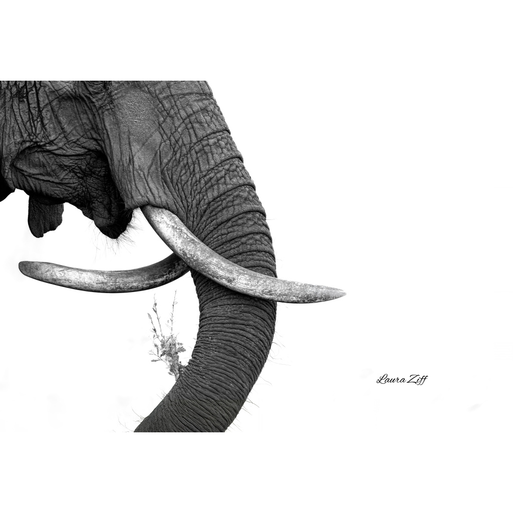 Close-up of an African elephant's face, showing textured skin, large tusks, and trunk against a white background with the signature 'Laura Ziff' in the lower right corner.