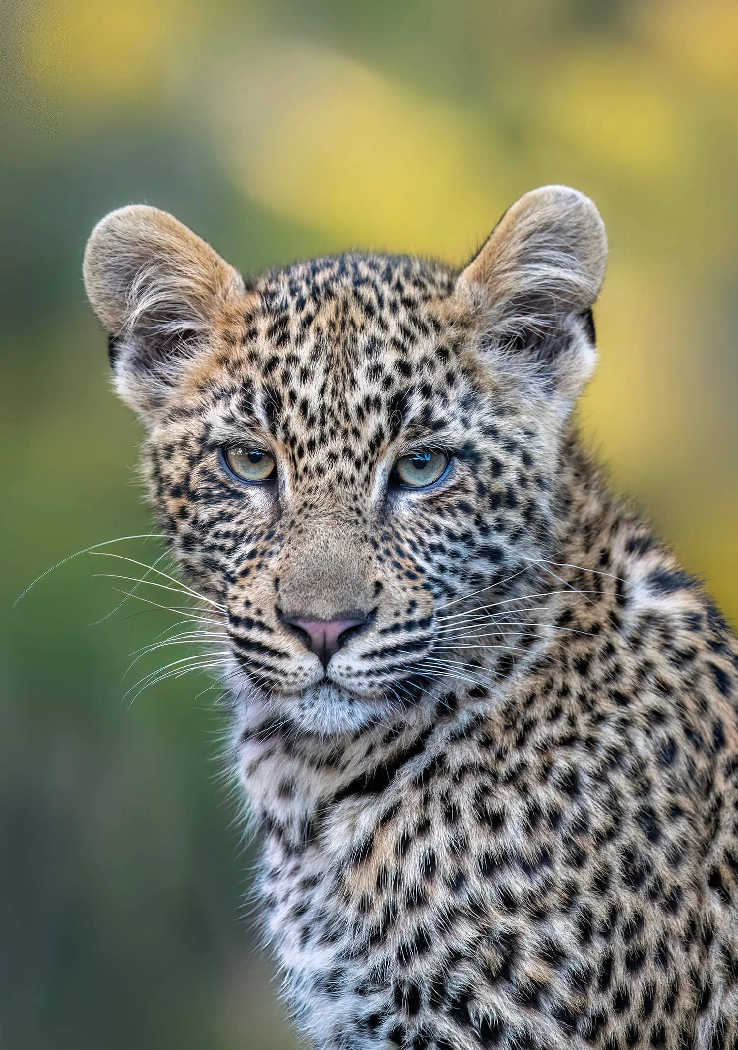 The ultimate stare down with this young leopard with the piercing blue eyes.  He was looking directly at the camera as if on cue.  Photograph taken in the Serengeti, Tanzania.