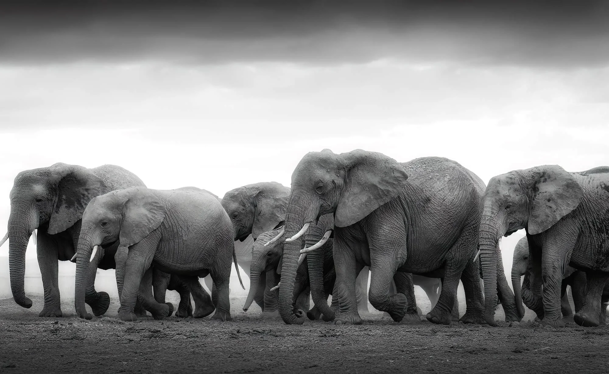 A group of elephants walking on a dirt surface with a cloudy sky overhead.