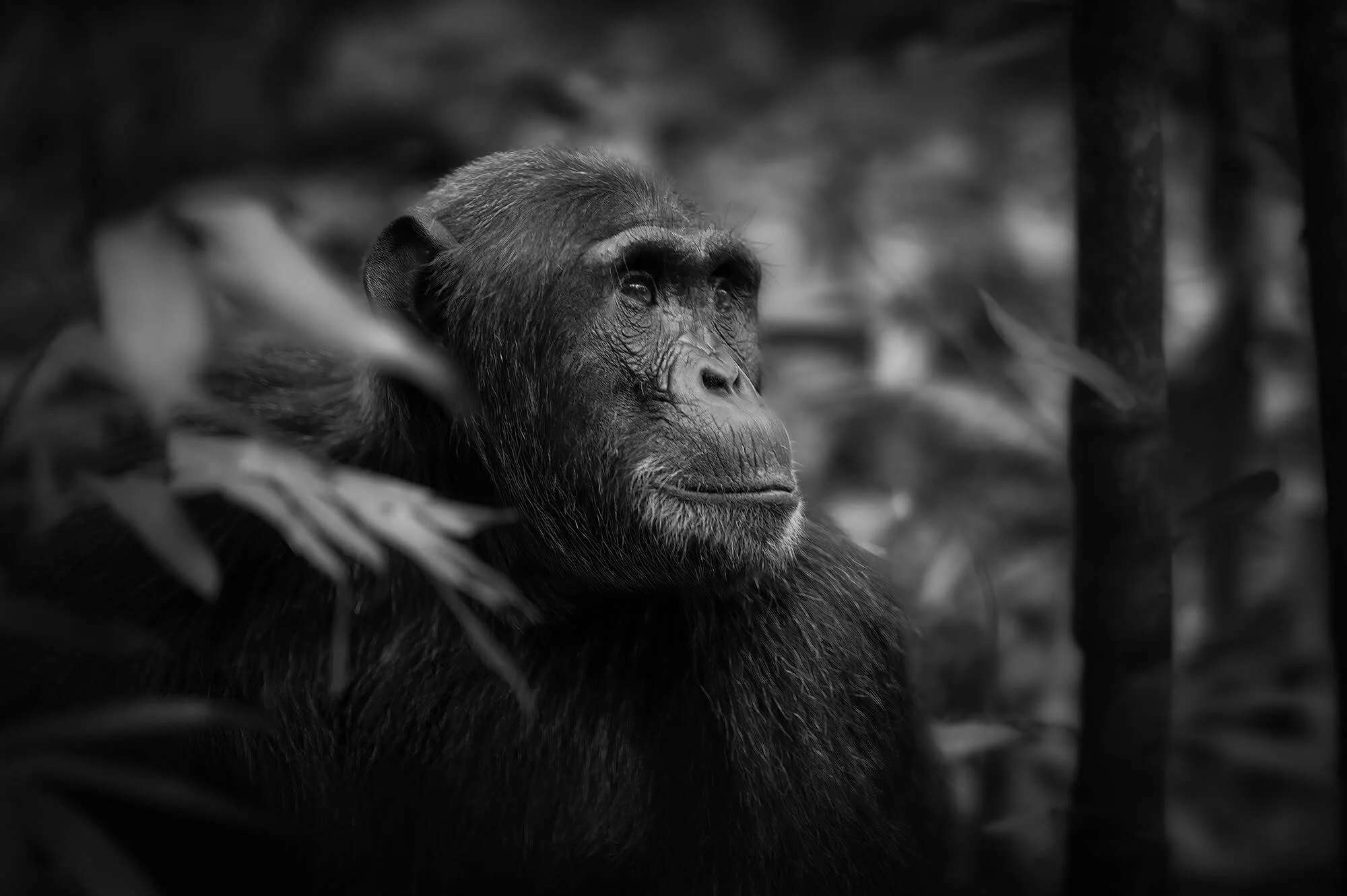 Wild Things Black & White